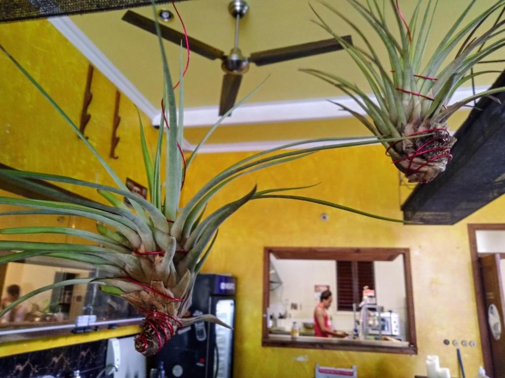 Imagem da galeria de The Lighthouse at Casa Max em Bocas Town