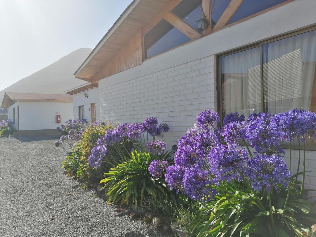 un montón de flores púrpuras delante de un edificio en Cabañas Cadizmar, en Pichidangui