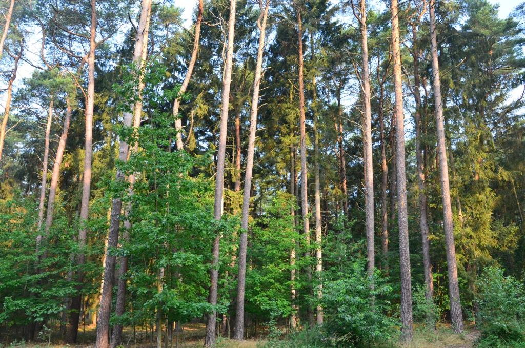 Příroda nedaleko apartmánu