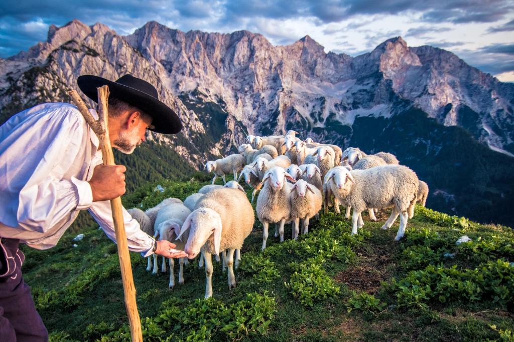 a man standing in front of a herd of sheep at Tourist Farm Šenkova Domačija in Zgornje Jezersko