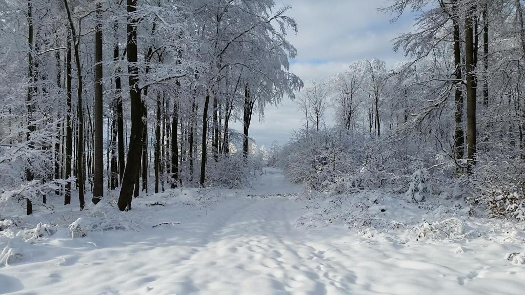 Harzquartier v zimě