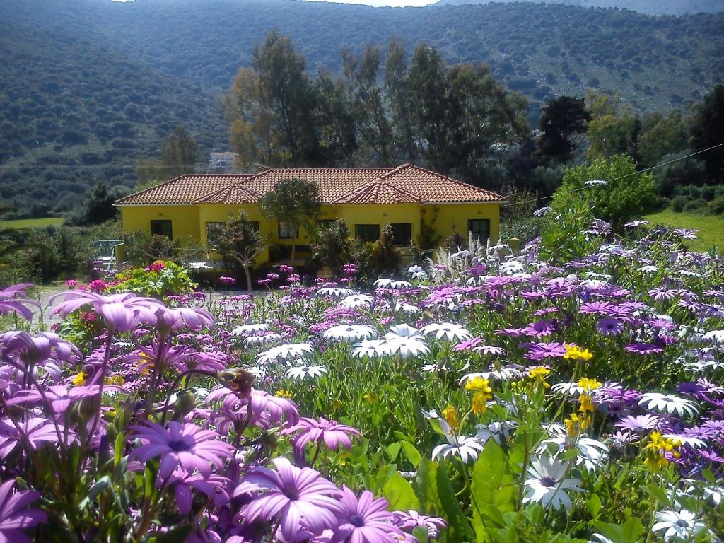 un campo de flores frente a una casa amarilla en Countryside Studios, en Agia Efimia