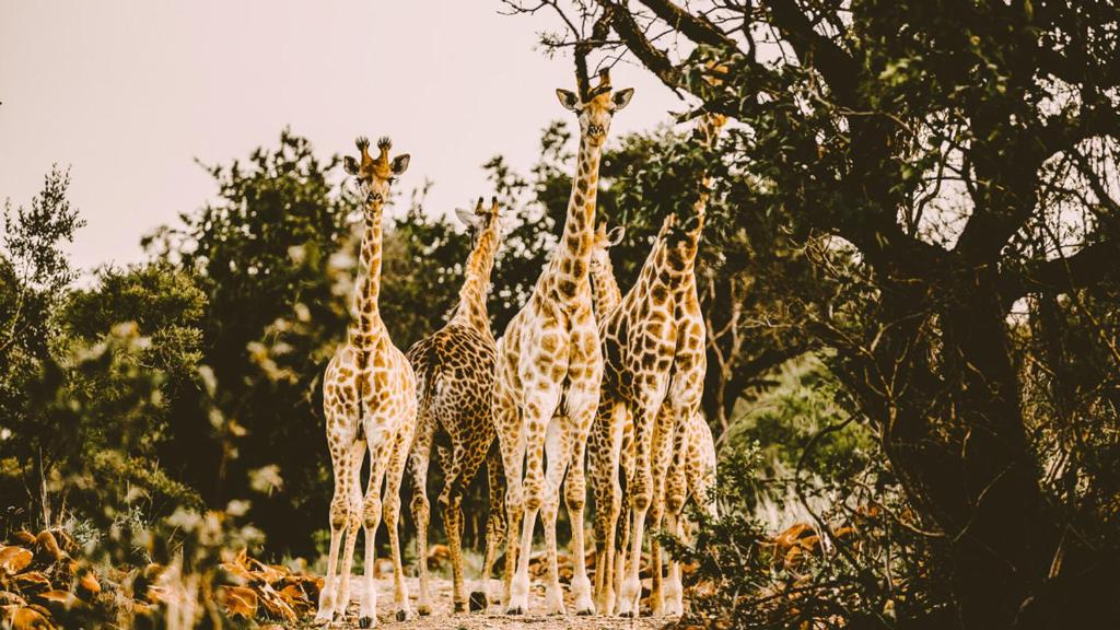 a group of giraffes standing next to each other at Lodge @ Bankenkloof Private Game Reserve in Tierpoort