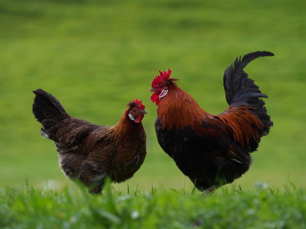two chickens standing in the grass in a field at Tourist Farm Šenkova Domačija in Zgornje Jezersko