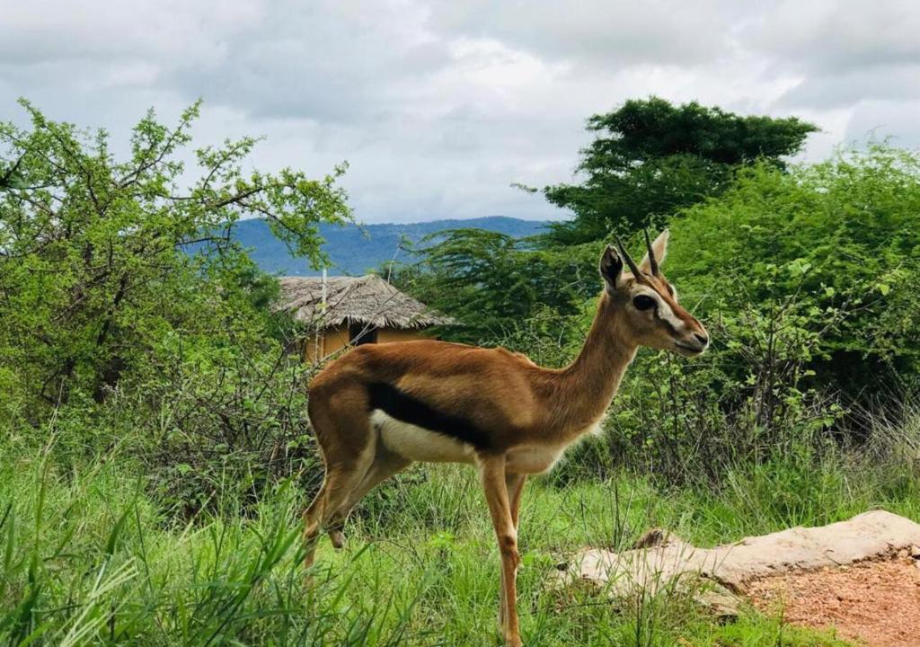 a gazelle standing in a field of grass at Oldonyo Orok Lodge in Kajiado