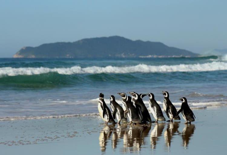  Praia do Moçambique - Canto da Cigarra - FLORIANOPOLIS - SC