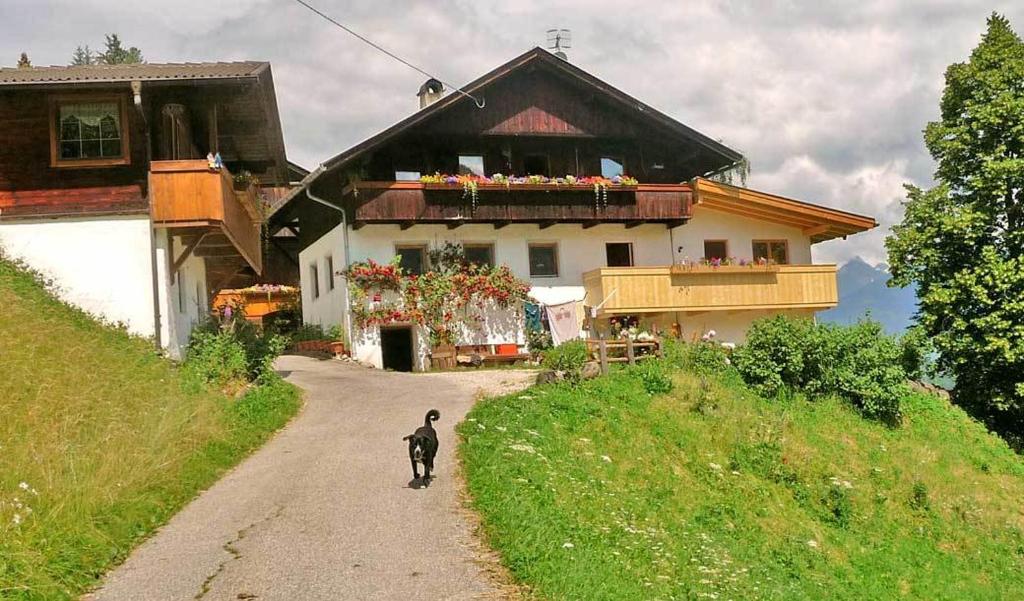 Un cane che cammina lungo una strada davanti a una casa di Rastnerhof a San Lorenzo di Sebato