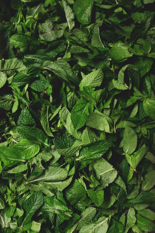 Hotel Bazar - Resim 6