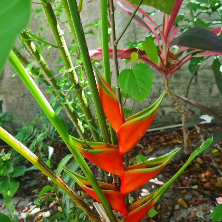  Vila Nirvana Pipa