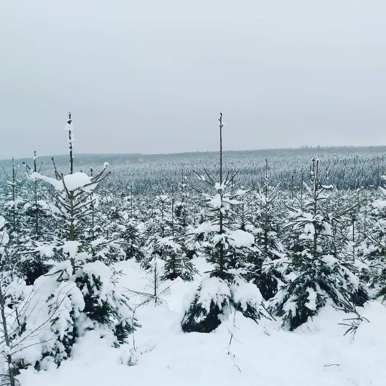 Le refuge Ardennais v zimě