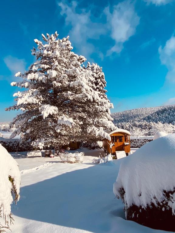 L’hippocampe durante l'inverno