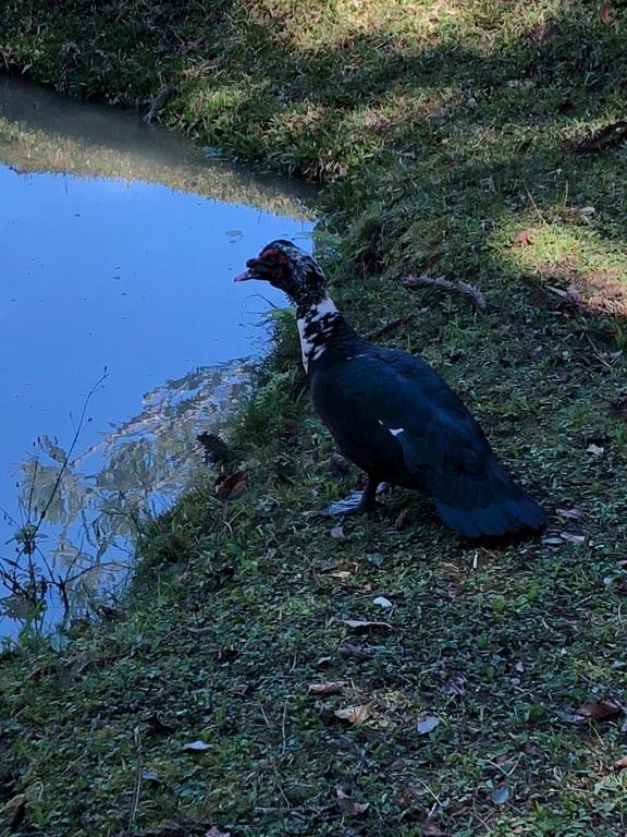  Chacara maravilhosa pertinho de Curitiba