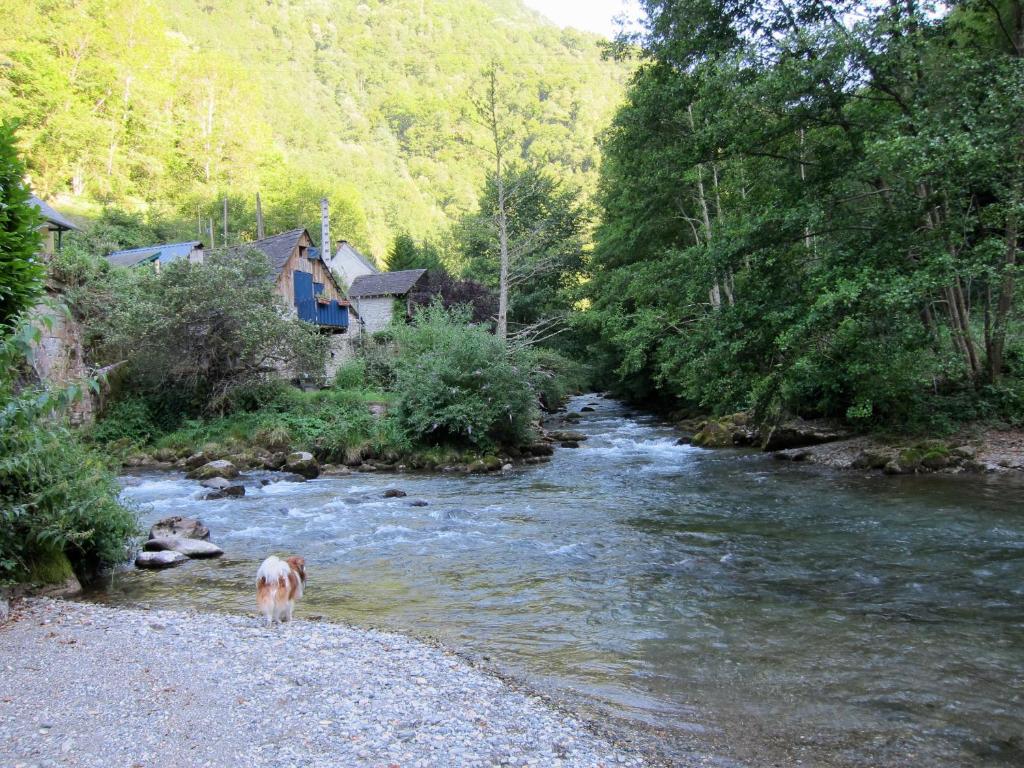 un chien debout dans l'eau à côté d'une rivière dans l'établissement Auberge des Deux Rivières, à Seix