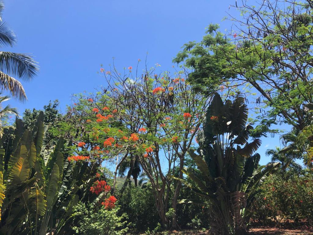 Zahrada ubytování Aventura Rincon Ecolodge