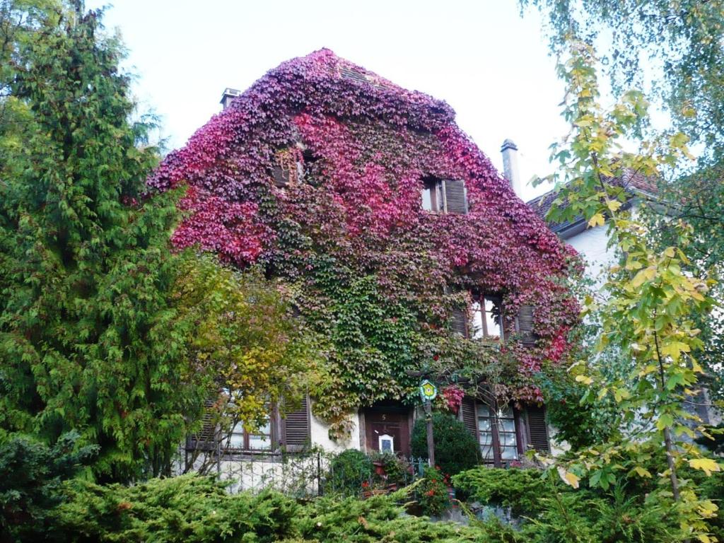 ein mit Blumen bedecktes Gebäude in der Unterkunft B&B de charme La Maison des 5 Temps in Ferrette