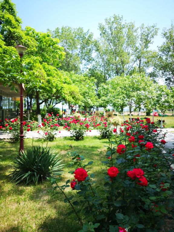 Zahrada ubytování Complex Mediteranean Mamaia