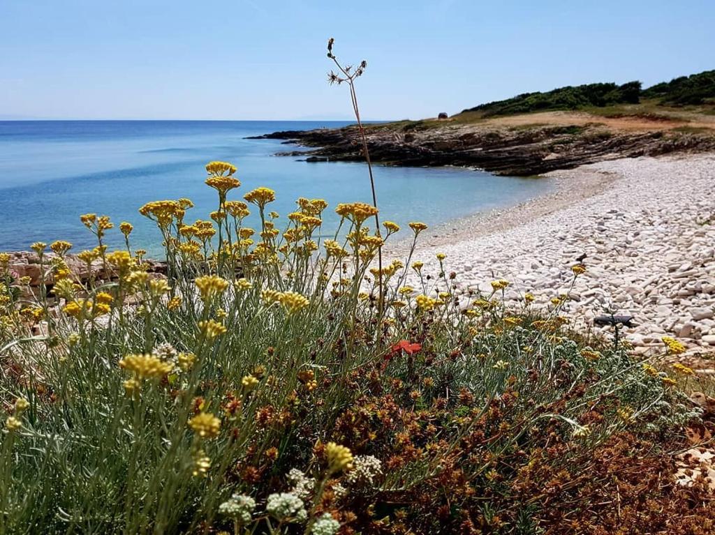 a field of flowers on a beach next to the water at Holiday Home Aurora in Ližnjan