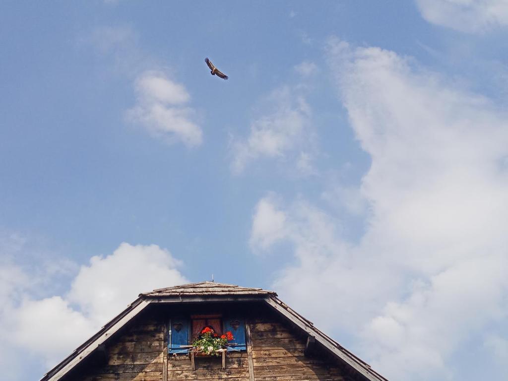 um papagaio a voar sobre um edifício com uma janela em Planinski dom "Tornik" Zlatibor em Ribnica