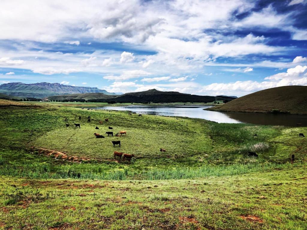 a group of cows grazing in a field next to a river at Lake Glencairn in Underberg