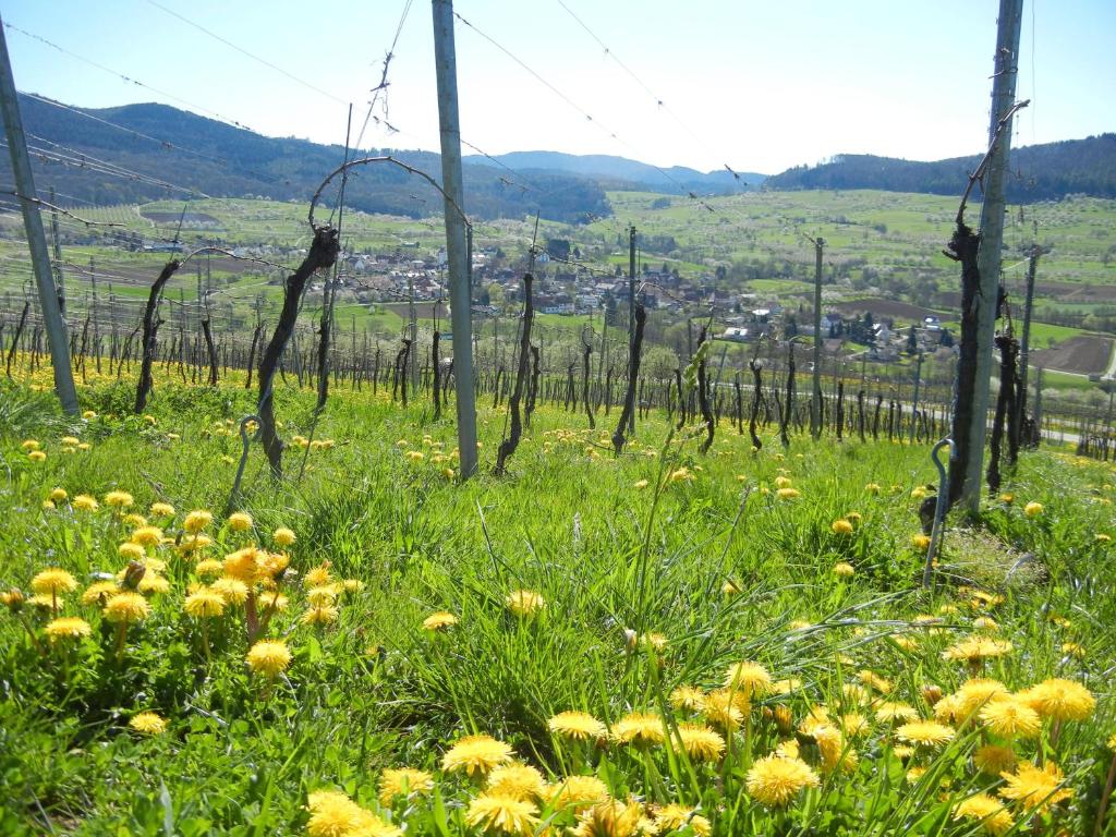 a field of yellow flowers in front of a vineyard at Haus am Blauenbach in Schliengen