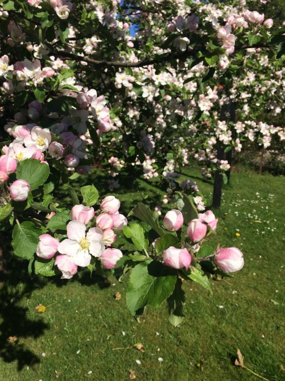 a bunch of pink and white flowers on the grass at Holiday-Skagen in Skagen
