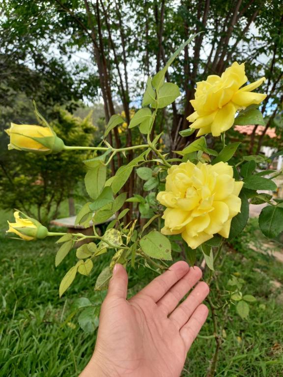  Chalés Encantos de Cunha Amarelo