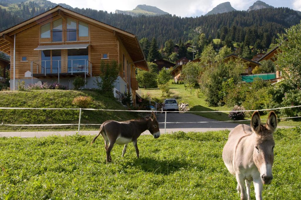 Photo from Bed & Breakfast l'Epicéa in Leysin, Vaud, Switzerland