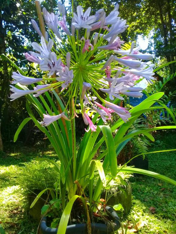  Rancho vida Boa ubatumirim