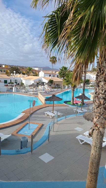 una gran piscina con sillas y una palmera en Appartamento Rosy Puerta del Sol en Caleta de Fuste