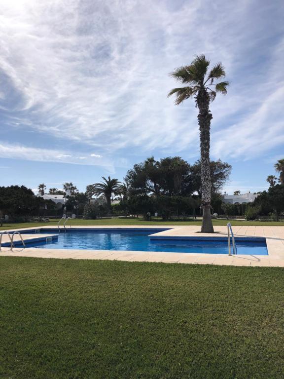 un palmier installé à côté d'une piscine dans l'établissement SOLMAR MENORCACOM 19, à Cala'n Bosch