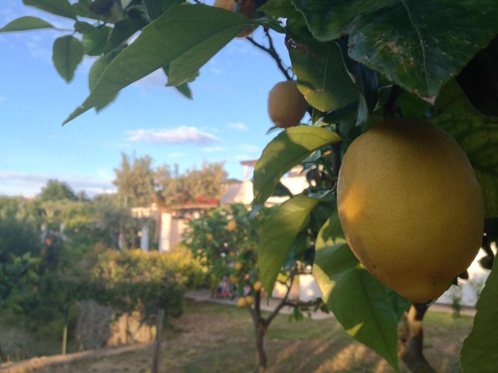 Fotografie z fotogalerie ubytování Hotel Al Mulino v destinaci Anacapri