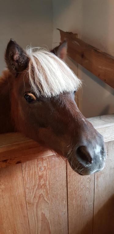 Zvířata v farmy nebo okolí