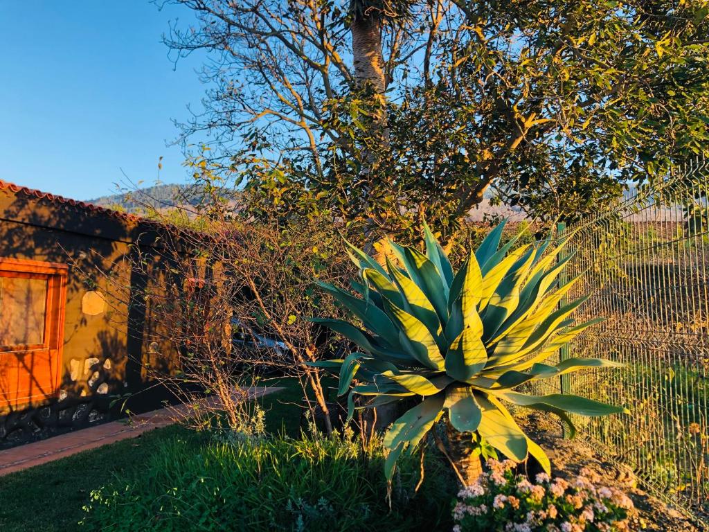 una planta en un patio junto a una valla en Casa Rural Doña Herminda, en La Matanza de Acentejo