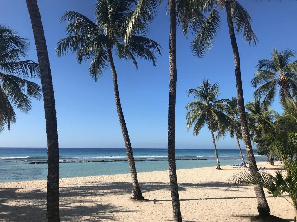 a group of palm trees on a beach with the ocean at Coconut Court Beach Hotel in Bridgetown