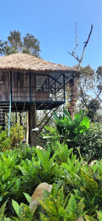 テッカディにあるNoah's Nest Tree Houseの森の中のバルコニー付き建物