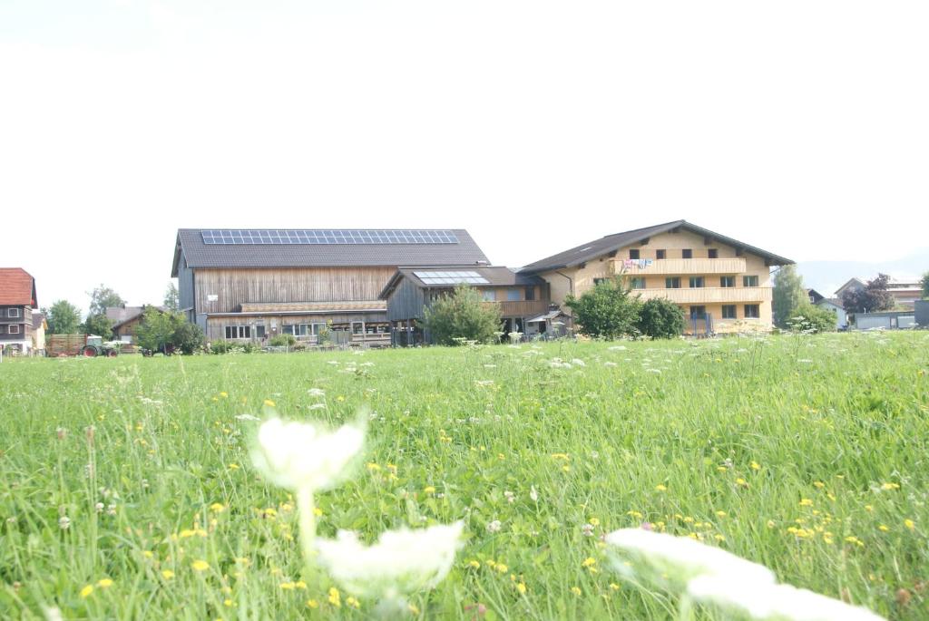 zwei weiße Blumen auf einem Feld mit Gebäuden im Hintergrund in der Unterkunft GreberHof in Andelsbuch