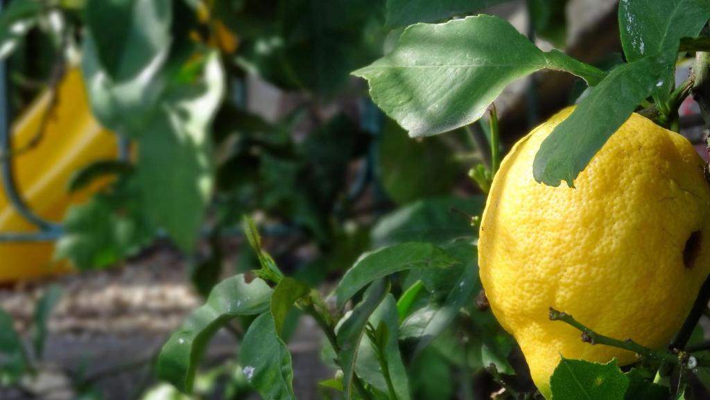 Ogród w obiekcie La Casa dei Limoni