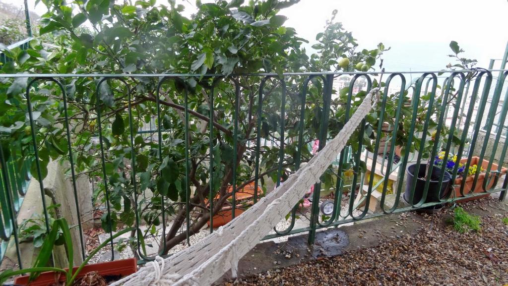 Ogród w obiekcie La Casa dei Limoni
