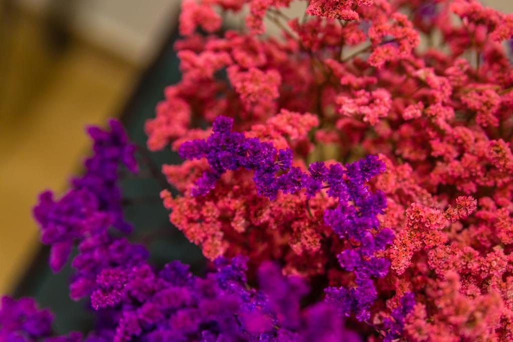 La Gatta Cenerentola Rooms - 17