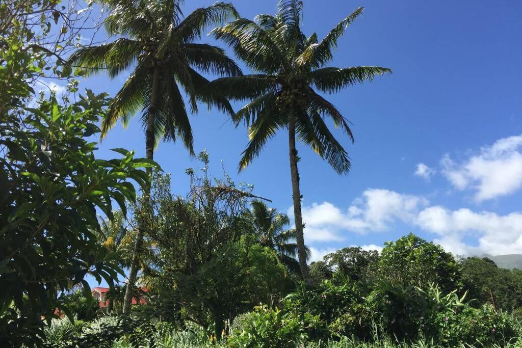 zwei Palmen im Dschungel mit blauem Himmel in der Unterkunft Logement en pleine verdure tropicale -10 min plage in Le Morne Rouge