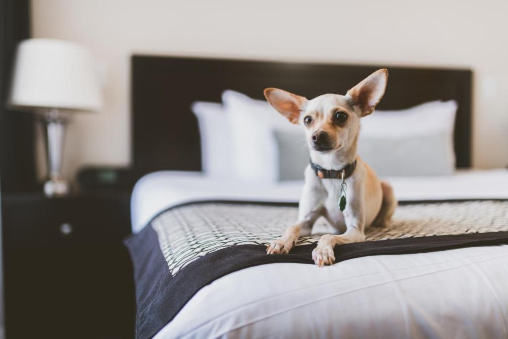 Hotel Rialto - Resim 11