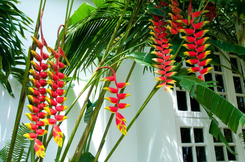 Zahrada ubytování Negril Palms