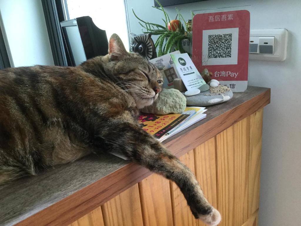 和主人一起入住吾居吾素的宠物