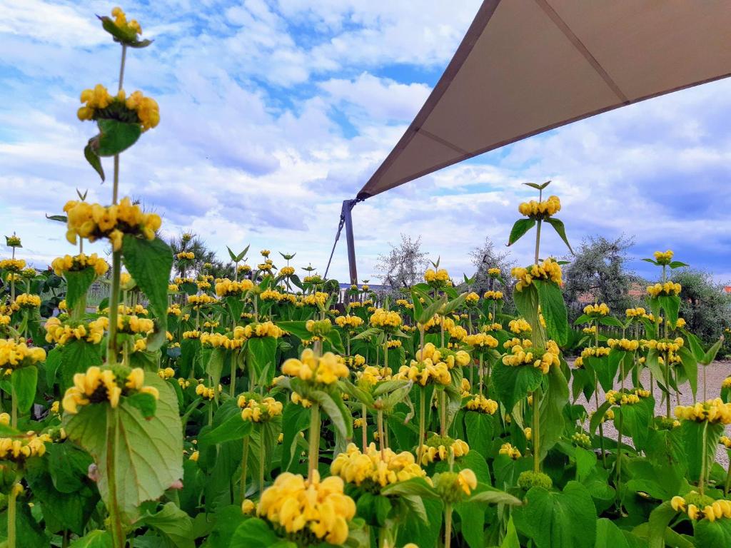 Zahrada ubytování Camping Veld & Duin