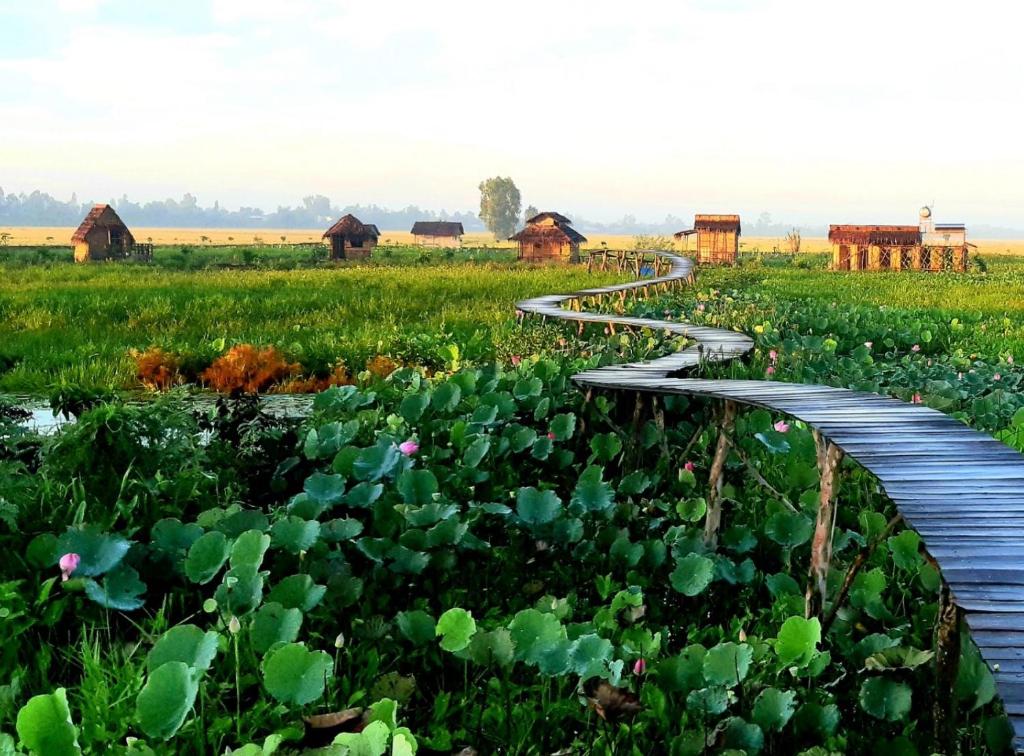 a road through a field of plants with houses in the background at Việt Mekong Farmstay in Tràm Chim