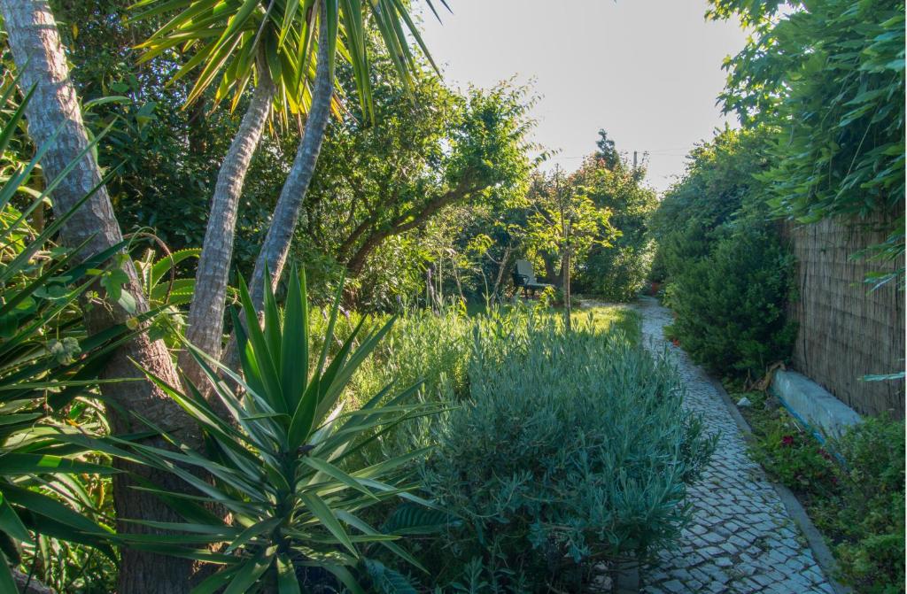 a garden with palm trees and a gravel path at Casa da Anita in Aldeia do Meco
