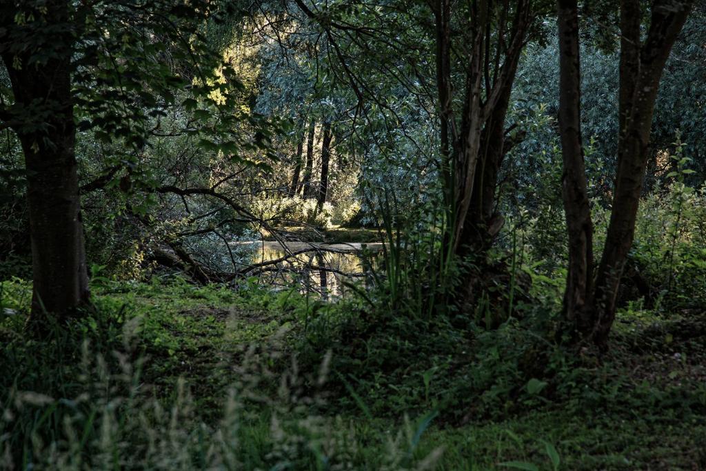 een bosrijk gebied met bomen en gras en een brug bij Les Cabanes Des Marais in La Madelaine-sous-Montreuil