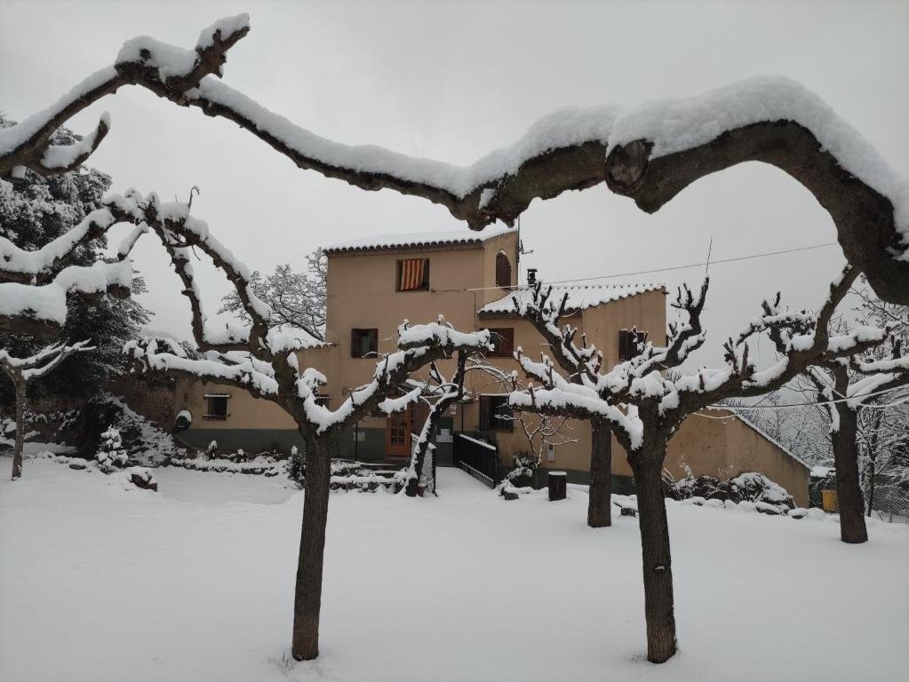 un grupo de árboles cubiertos de nieve en Refugi de Muntanya Els Masets, en La Riba