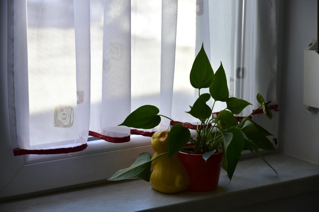 Fotografie z fotogalerie ubytování Primula Apartment v destinaci Blejska Dobrava