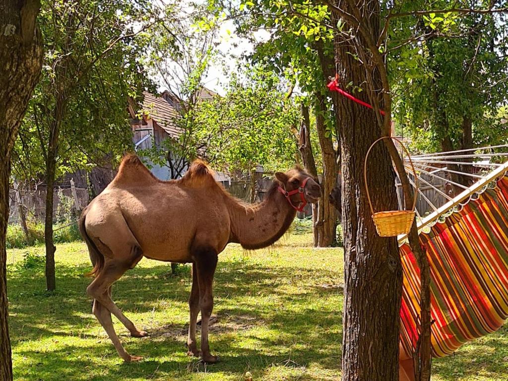 a camel tied to a tree in the grass at Casa de vacanță ZiaZian - Bărcut in Bărcuţ